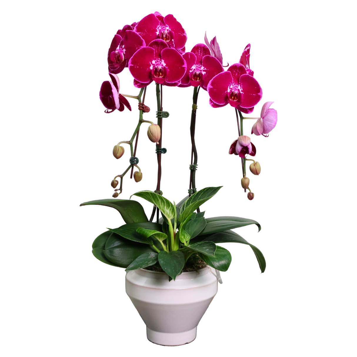 Orchid Dream (2 Single Stem) - Orchid Phalaenopsis