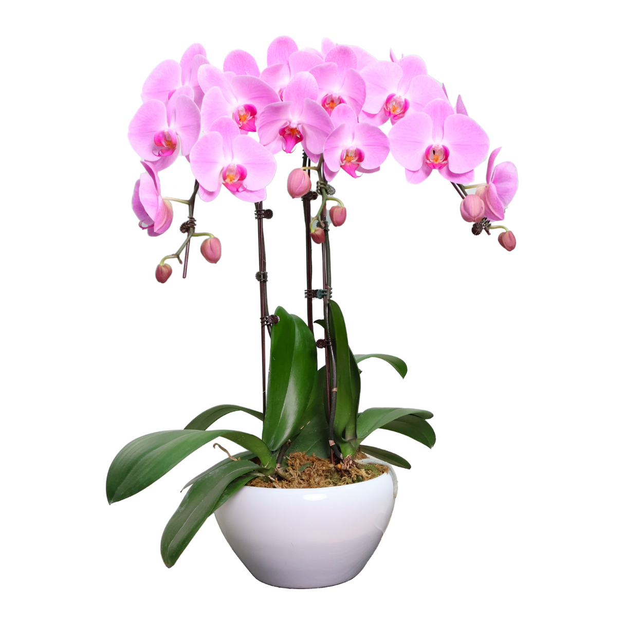 Orchid Dawn (3 Single Stem) - Orchid Phalaenopsis