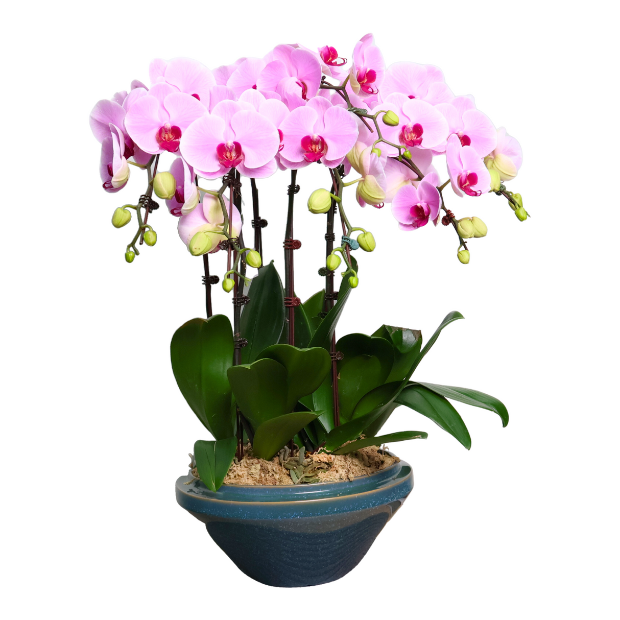 Orchid Amour (6 Single Stem) - Orchid Phalaenopsis