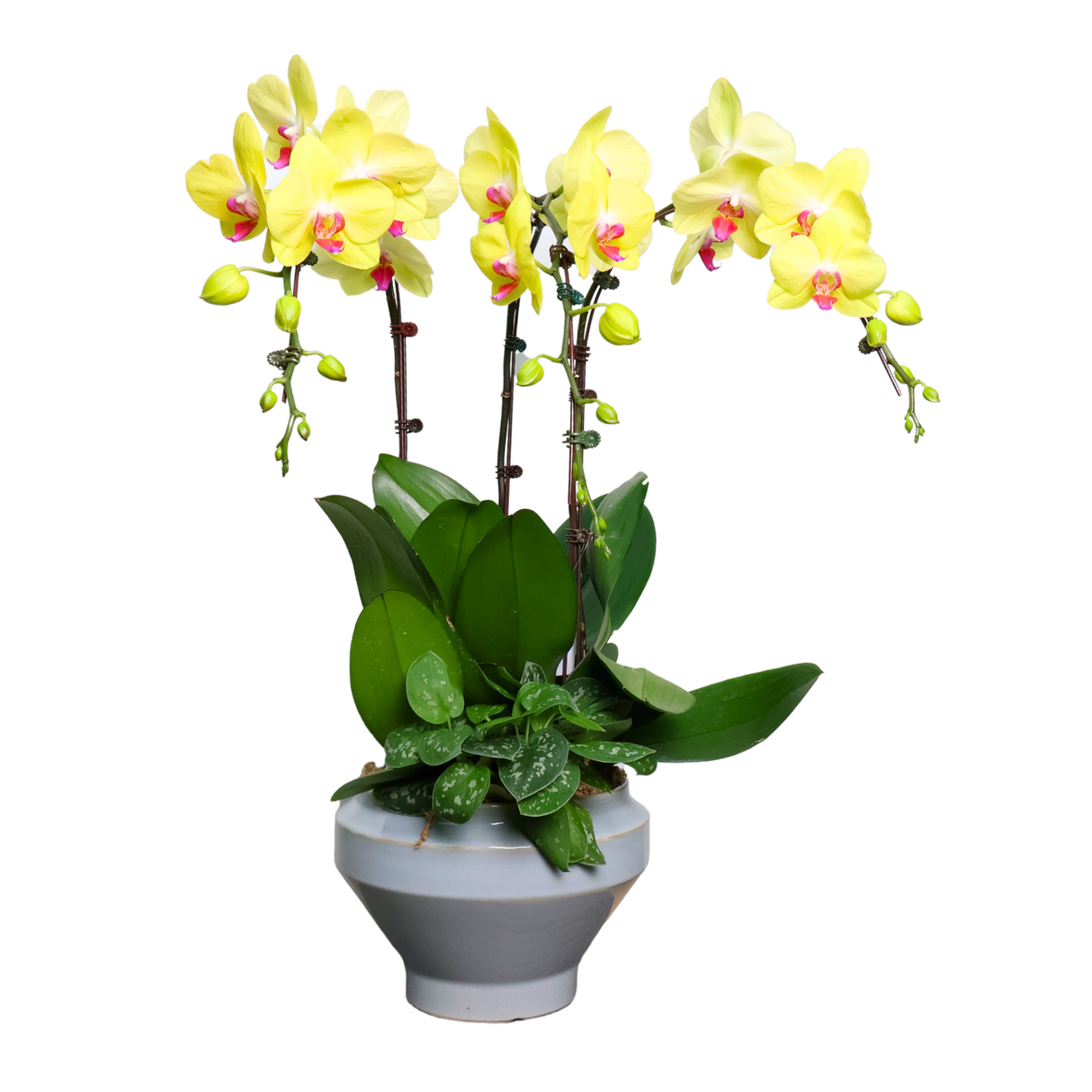 Orchid Horizon (3 Single Stem) - Orchid Phalaenopsis