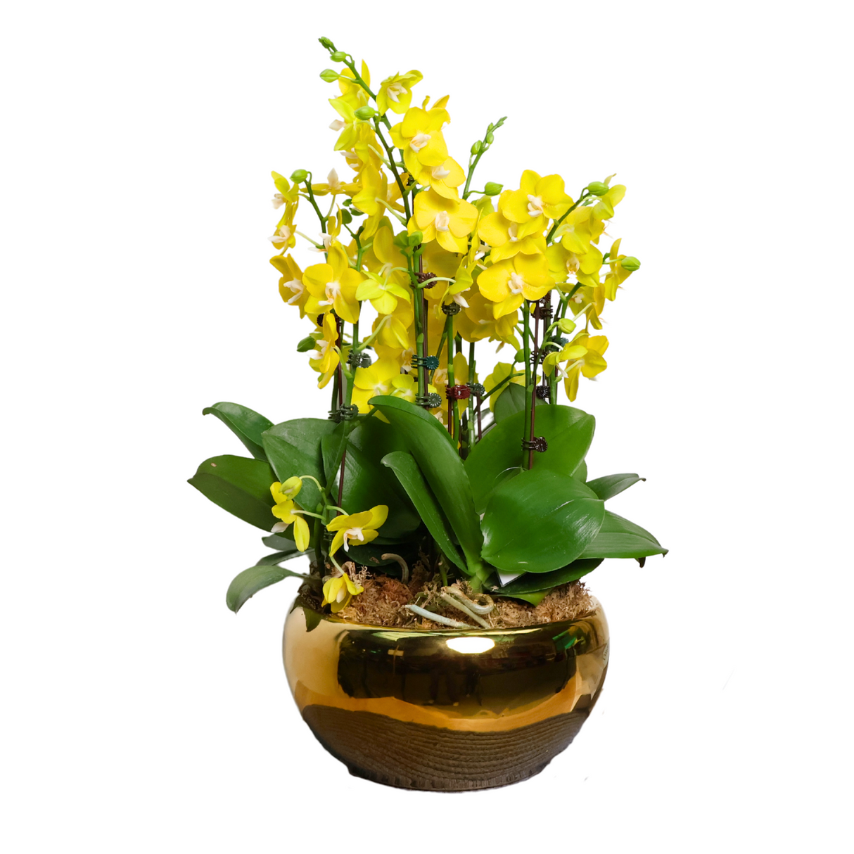 Orchid Glow (4 Double Stem) - Orchid Phalaenopsis