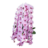 Orchid Prestige (3 Premium Single Stalks) - Orchid Phalaenopsis