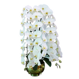 Orchid Prestige (3 Premium Single Stalks) - Orchid Phalaenopsis