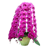 Orchid Prestige (3 Premium Single Stalks) - Orchid Phalaenopsis