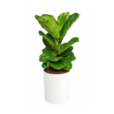 Ficus Lyrata (Fiddle Leaf Fig 琴叶榕) in Self-Watering Pot (65cm)