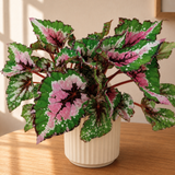 Begonia Alaska Creek Ceramic Pot