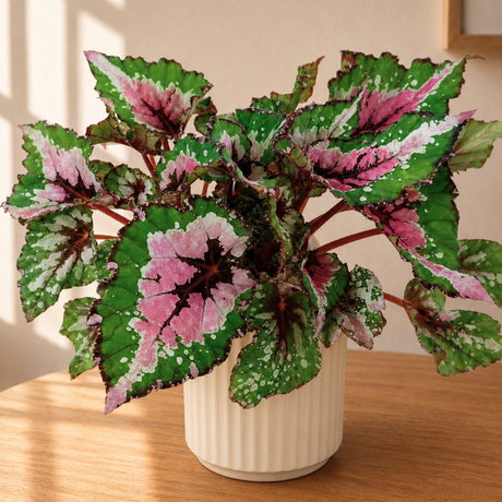 Begonia Alaska Creek Ceramic Pot