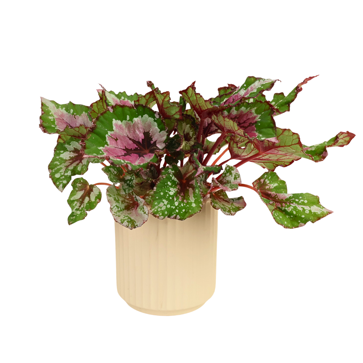 Begonia Alaska Creek Ceramic Pot