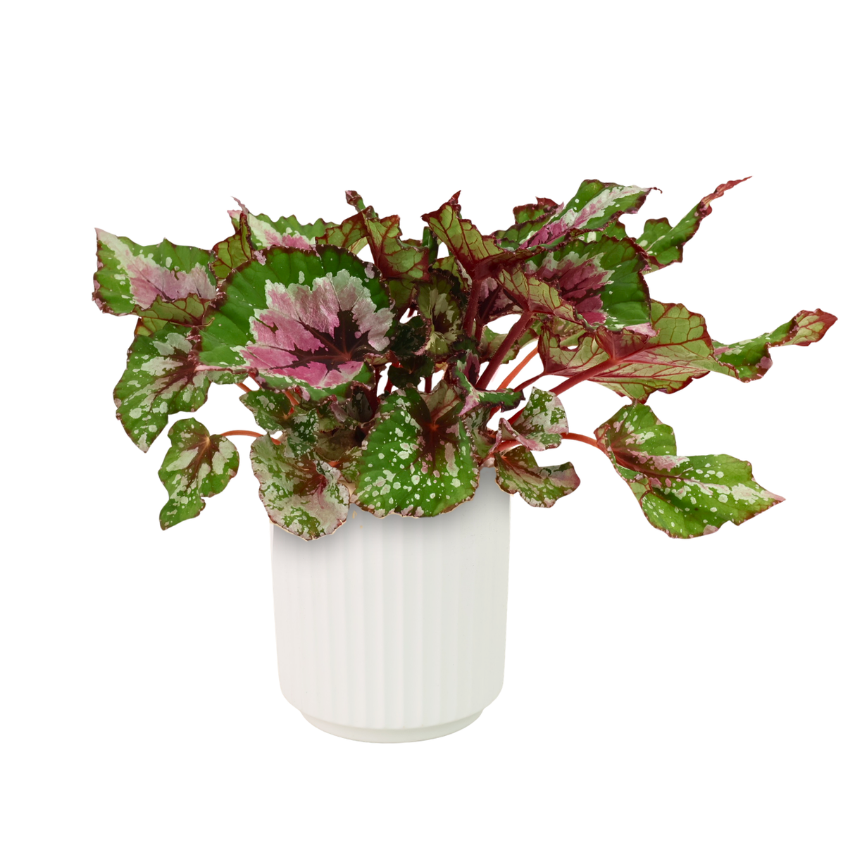 Begonia Alaska Creek Ceramic Pot