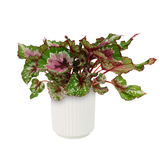 Begonia Alaska Creek Ceramic Pot