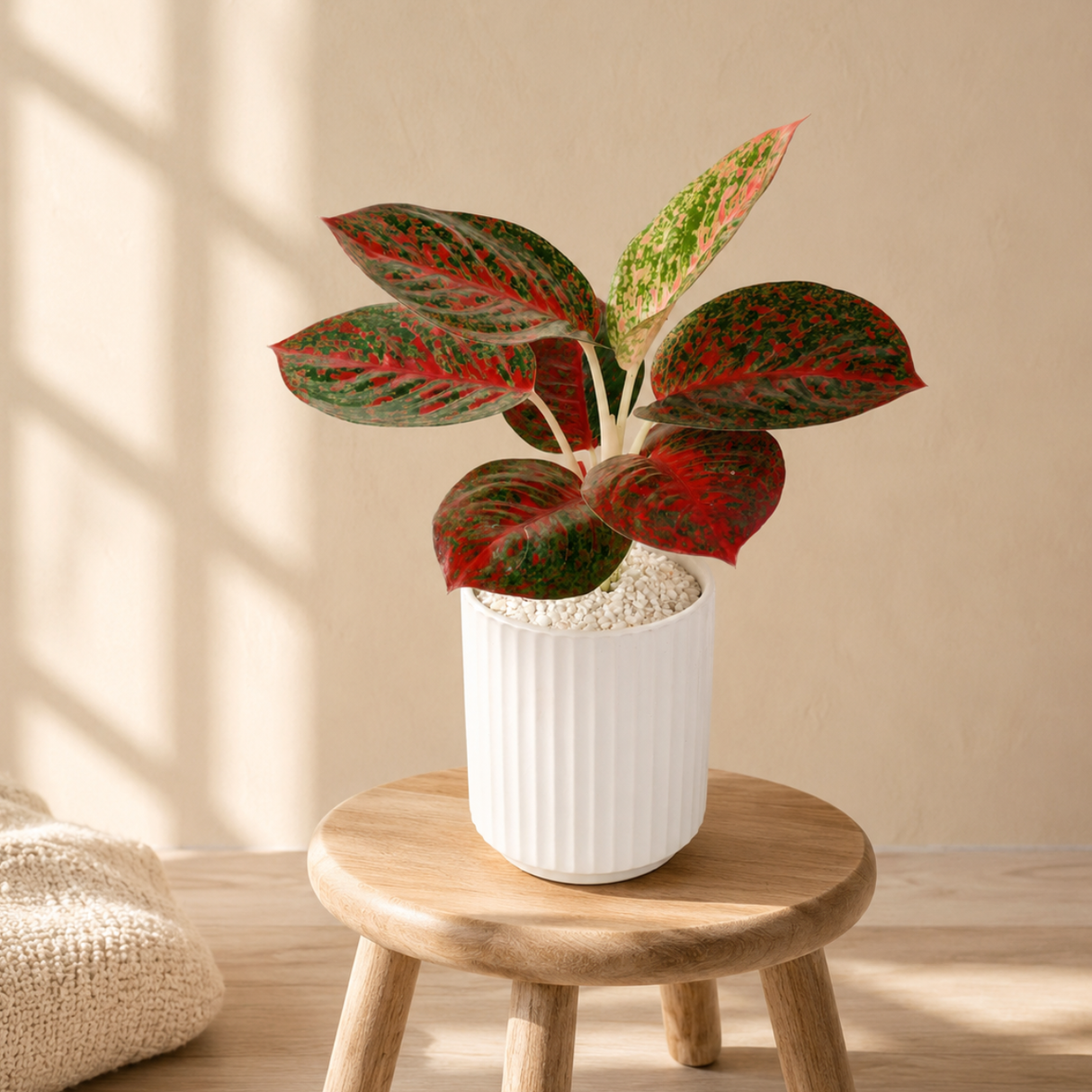 Aglaonema ‘Siam Aurora’ (Chinese Evergreen) in Ceramic Pot