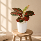 Aglaonema ‘Siam Aurora’ (Chinese Evergreen) in Ceramic Pot