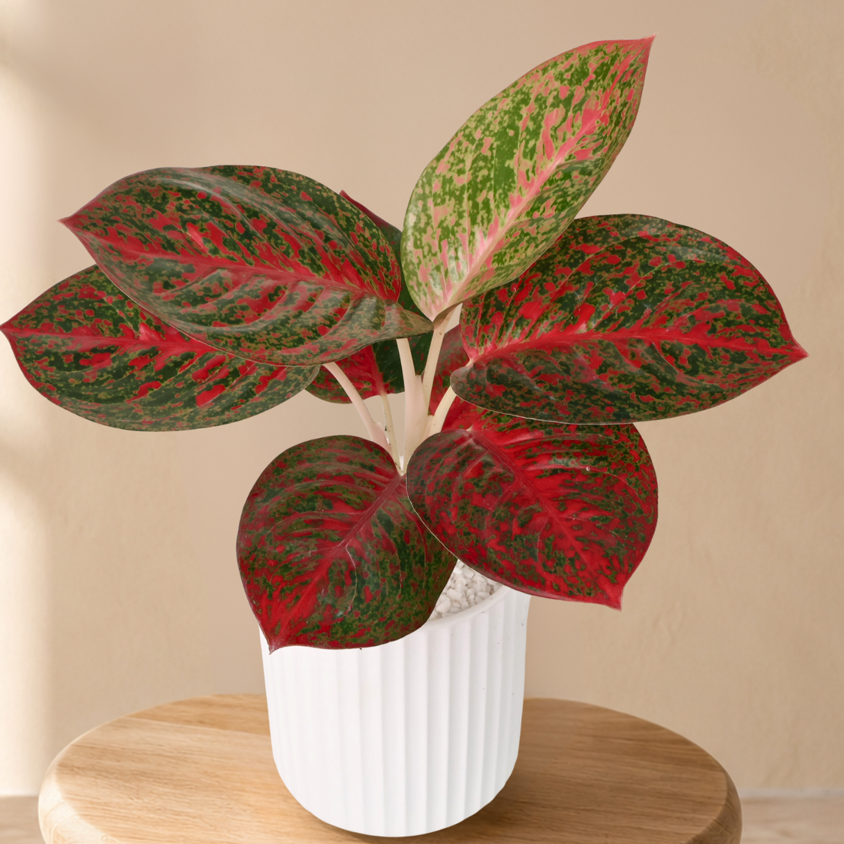 Aglaonema ‘Siam Aurora’ (Chinese Evergreen) in Ceramic Pot