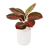 Aglaonema ‘Siam Aurora’ (Chinese Evergreen) in Ceramic Pot