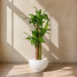 Dracaena Fragrans (Iron Tree) in Ceramic Pot (75cm)