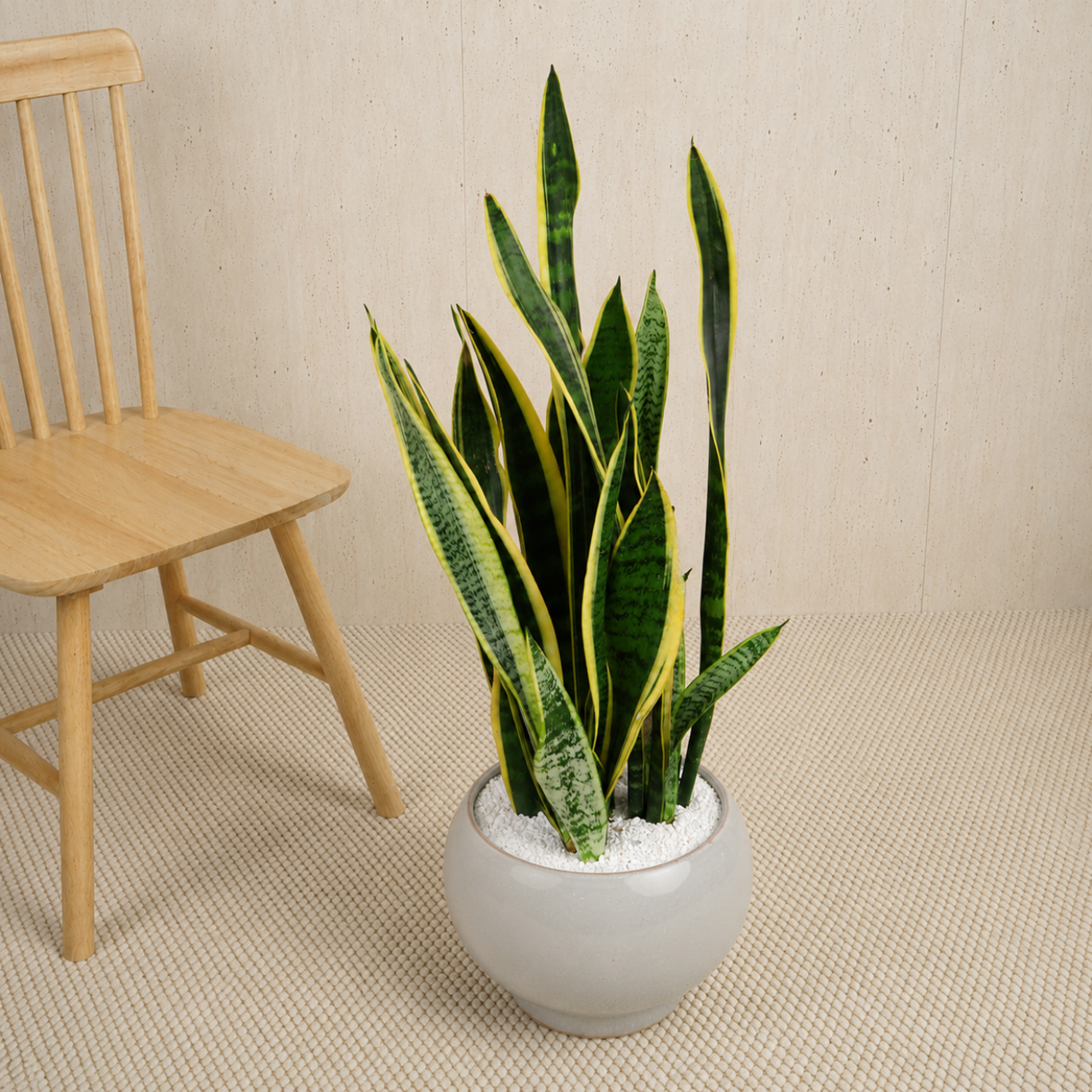 Sansevieria Laurentii (Snake Plant) in Ceramic Pot (75cm)