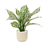 Aglaonema ‘Snow White’ (Chinese Evergreen) in Ceramic Pot