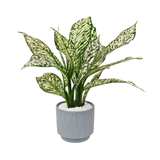 Aglaonema ‘Snow White’ (Chinese Evergreen) in Ceramic Pot