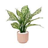 Aglaonema ‘Snow White’ (Chinese Evergreen) in Ceramic Pot