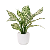 Aglaonema ‘Snow White’ (Chinese Evergreen) in Ceramic Pot