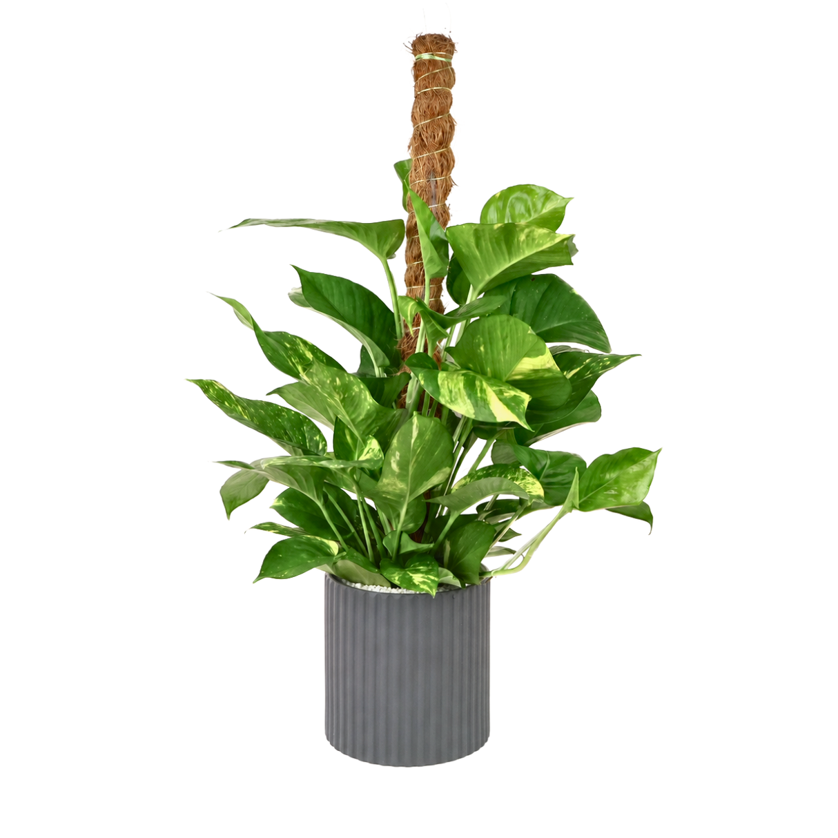 Money Plant Ceramic Pot (65cm)