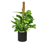 Money Plant Ceramic Pot (65cm)