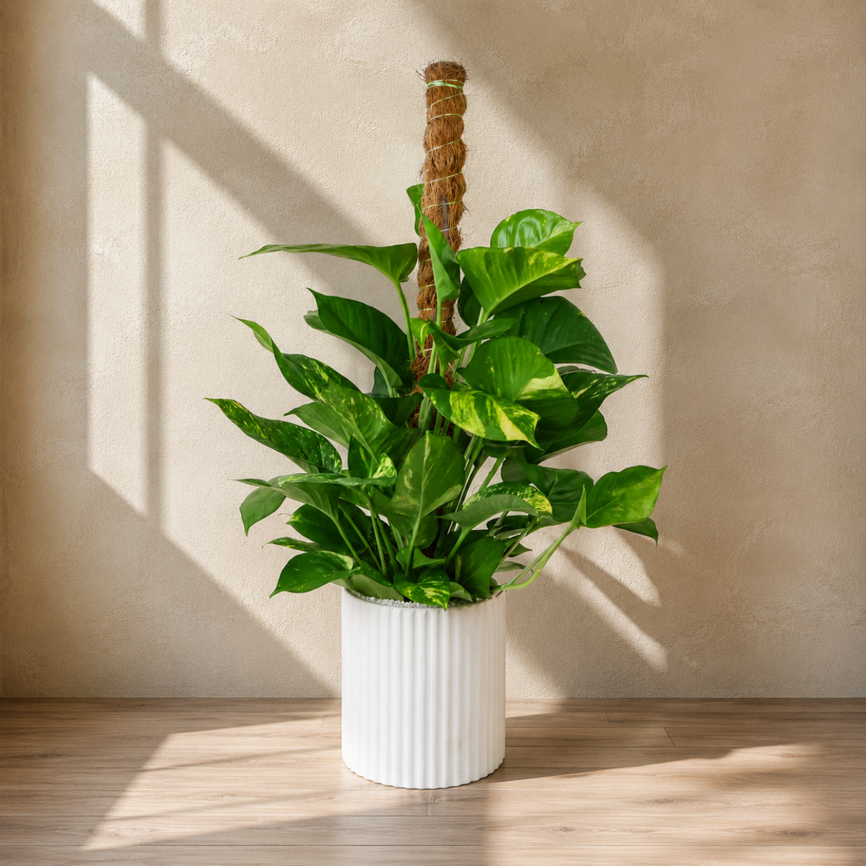 Money Plant Ceramic Pot (65cm)