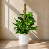 Money Plant Ceramic Pot (65cm)