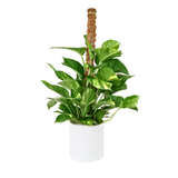 Money Plant Ceramic Pot (65cm)