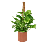 Money Plant Ceramic Pot (65cm)