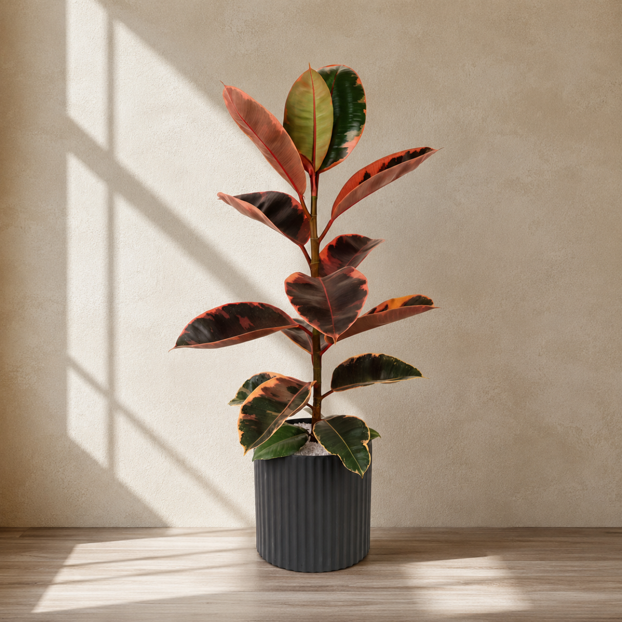 Ficus Elastica Rubber Plant Ceramic Pot