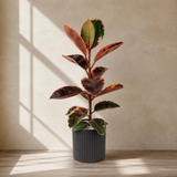 Ficus Elastica Rubber Plant Ceramic Pot