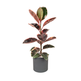Ficus Elastica Rubber Plant Ceramic Pot