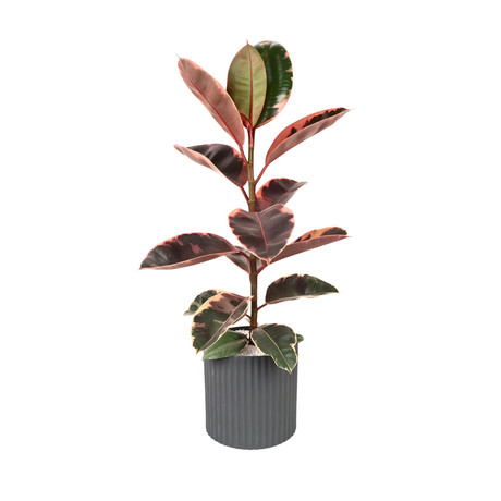 Ficus Elastica (Rubber Plant 橡皮树) in Ceramic Pot