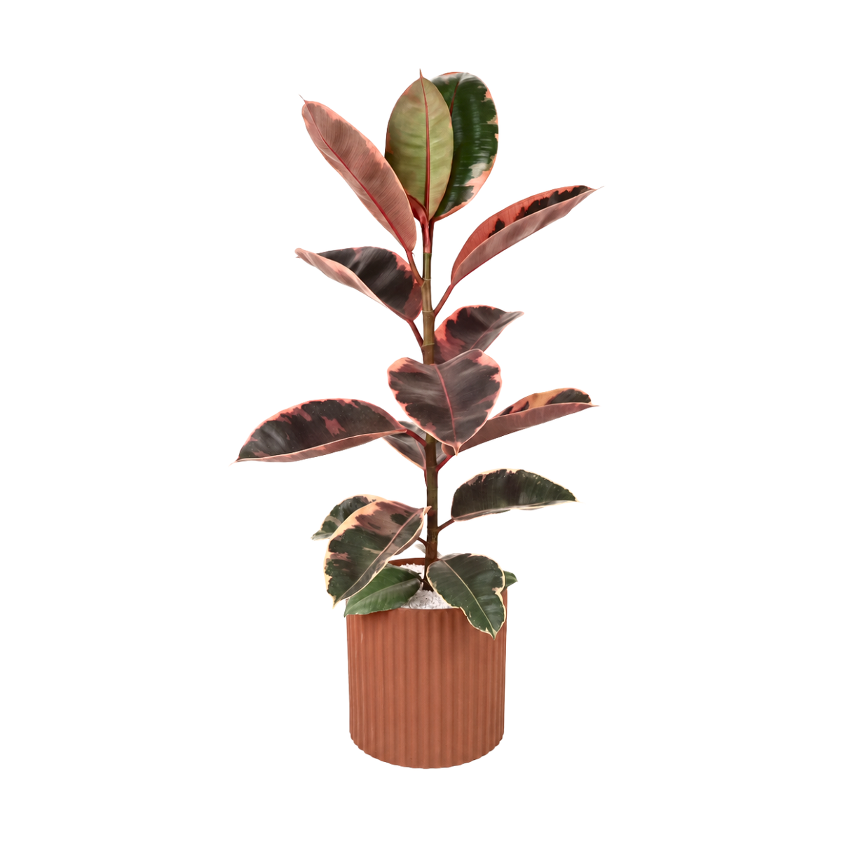 Ficus Elastica Rubber Plant Ceramic Pot