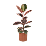Ficus Elastica Rubber Plant Ceramic Pot