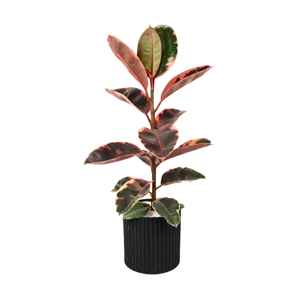 Ficus Elastica Rubber Plant Ceramic Pot