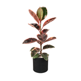 Ficus Elastica Rubber Plant Ceramic Pot