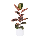 Ficus Elastica Rubber Plant Ceramic Pot