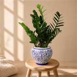 Zamioculcas Zamiifolia Ceramic Pot