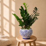 Zamioculcas Zamiifolia Ceramic Pot