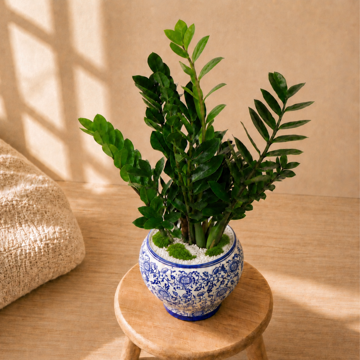 Zamioculcas Zamiifolia Ceramic Pot