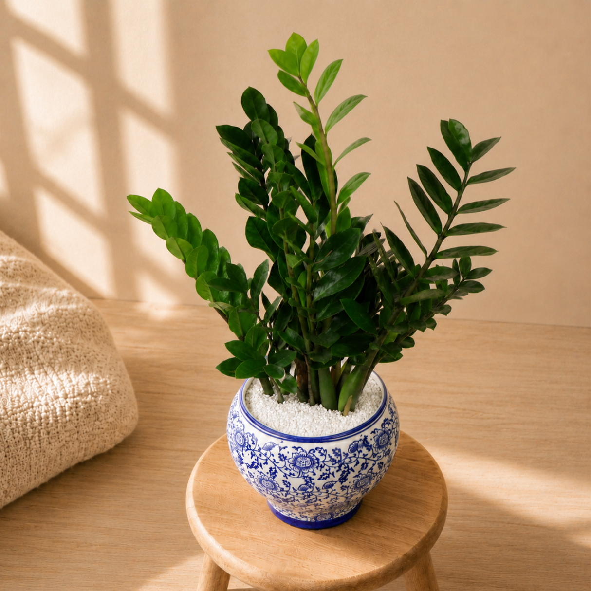 Zamioculcas Zamiifolia Ceramic Pot