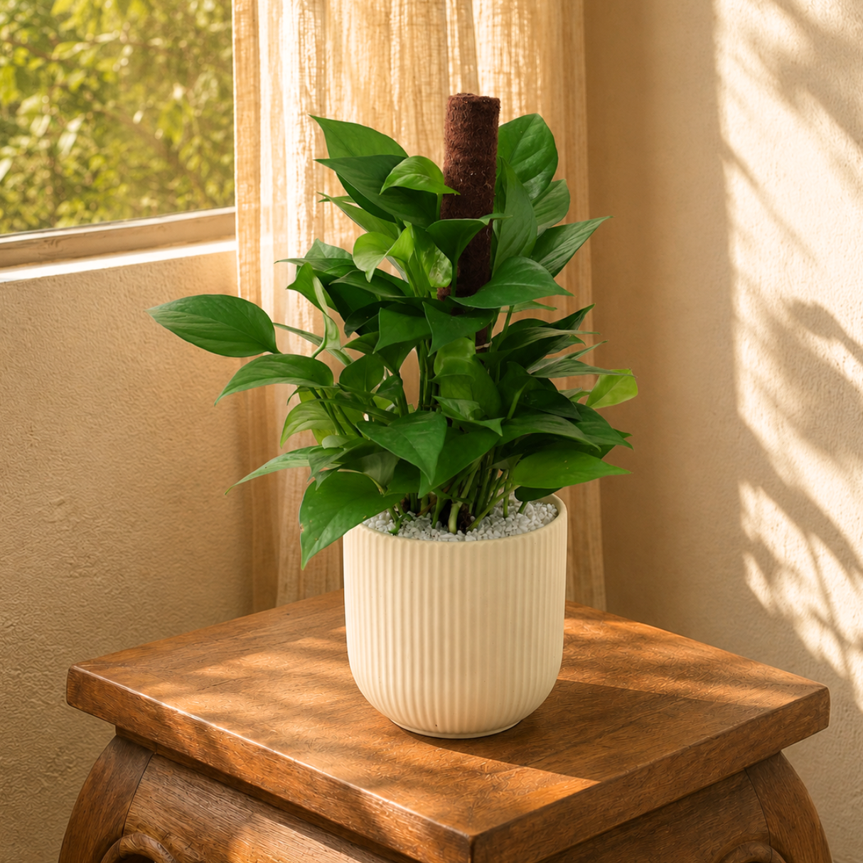 Money Plant Ceramic Pot (40cm)