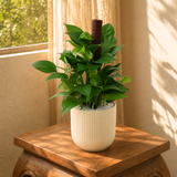 Money Plant Ceramic Pot (40cm)