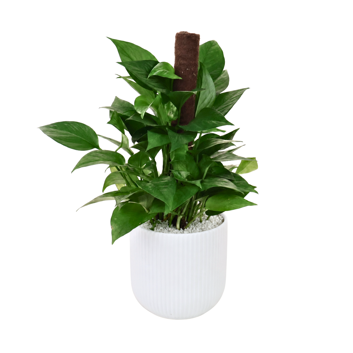 Money Plant Ceramic Pot (40cm)