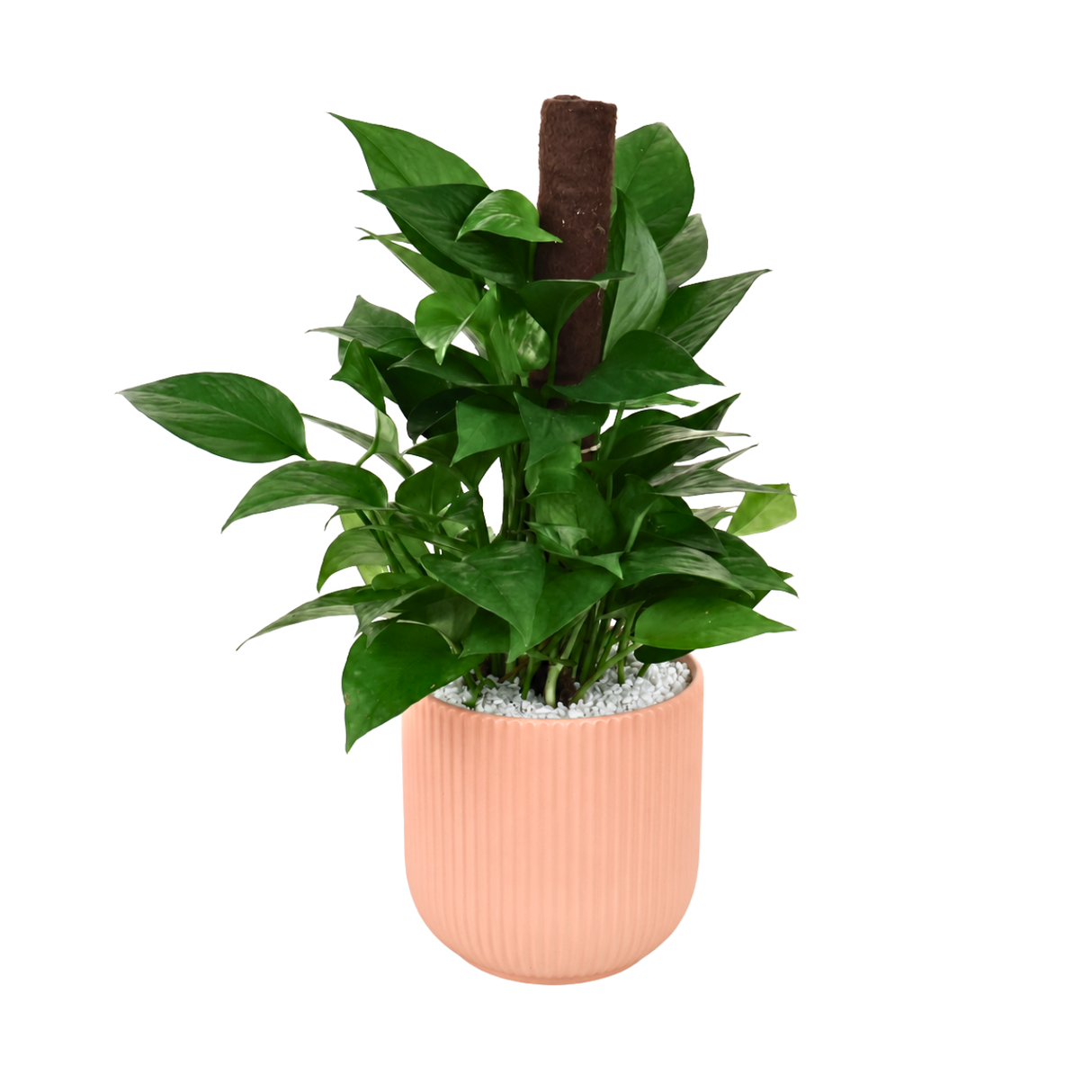 Money Plant Ceramic Pot (40cm)