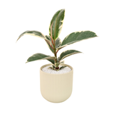 Ficus Elastica ‘Tineke’ (Variegated Rubber Plant) in Ceramic Pot