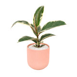 Ficus Elastica ‘Tineke’ (Variegated Rubber Plant) in Ceramic Pot