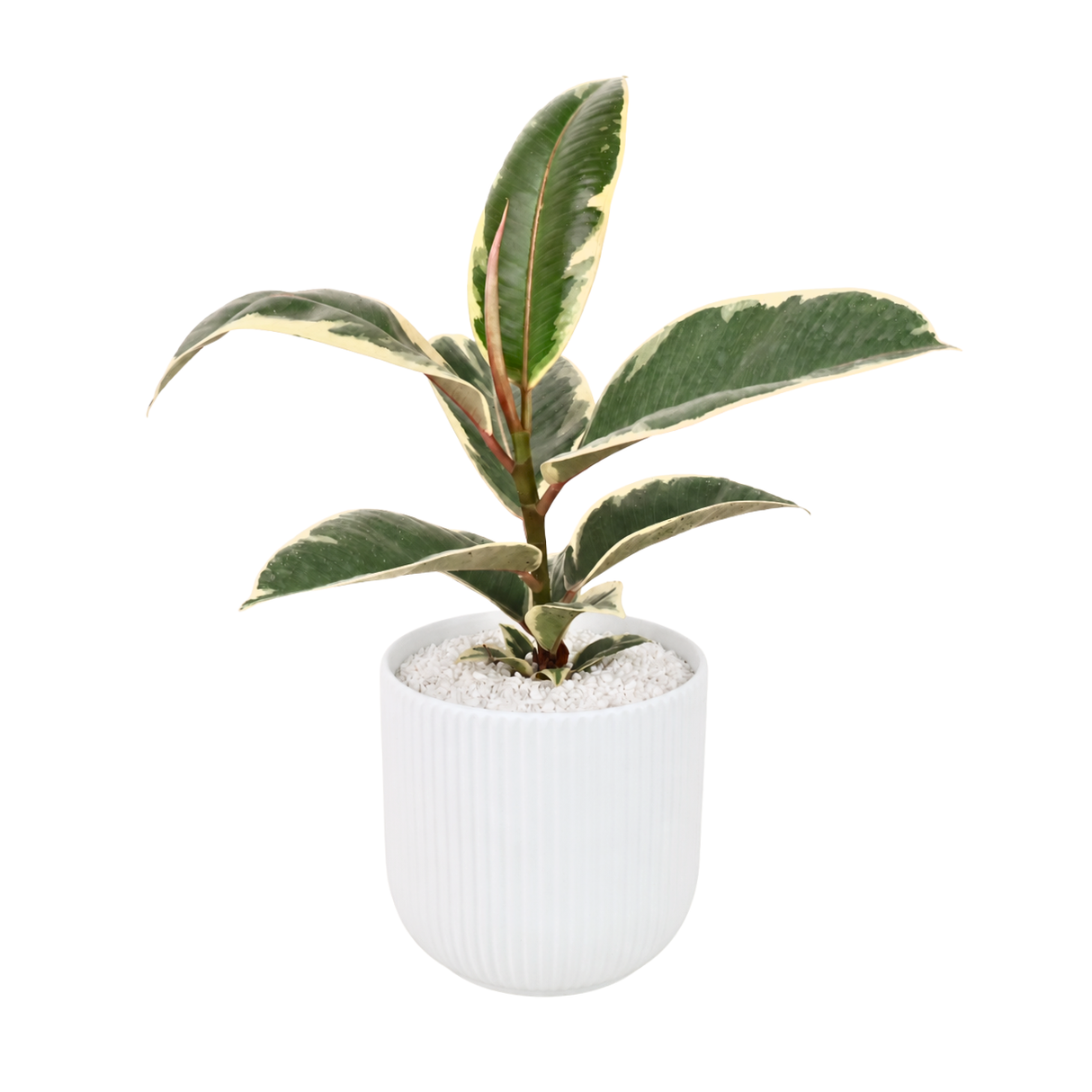 Ficus Elastica ‘Tineke’ (Variegated Rubber Plant) in Ceramic Pot